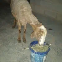 میش لاغر