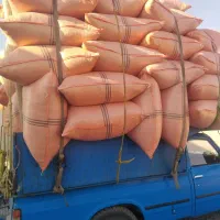 کاه گندم خوشه