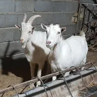 بز سانن . آلپاین