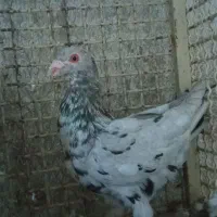 هفرنگ نقره ای
