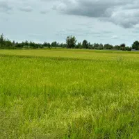 زمین-کشاورزی-3-هکتاری-خاک-مرغوب-دوبار-کشت-چاه-آب