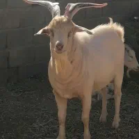 نربزسانن فروشی