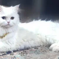 پرشین عروسکی