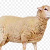 گوسفند بره پروار زنده درطهران بدونه تعطیلی درمحل