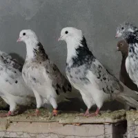 کبوتر