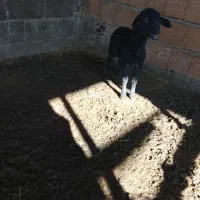 بره نرو ماده|حیوانات مزرعه|آق قلا, |دیوار