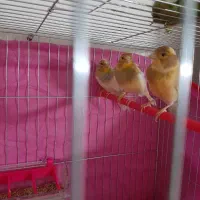 قناری ابلغ جوان جوان