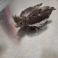 فروش چهار جوجه عروس هلندی