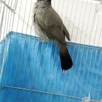 قناری اهوازی