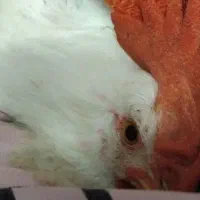 ۳ عدد جوجه خروس ۵ ماهه