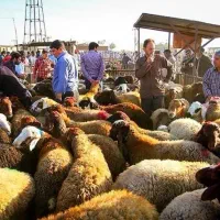 طرح مصرف خانوار1عدد*هرسرپرست دام زنده تضمینی|حیوانات مزرعه|مشهد, شهرک رازی (شهرک غرب)|دیوار