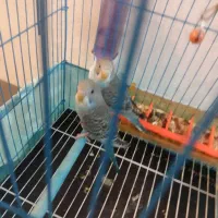 مرغ عشق نروماده