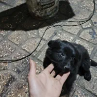 واگزاری|سگ|اراک, |دیوار