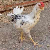 مرغ و خروس
