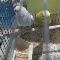 یک جفت مرغ عشق