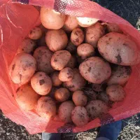 سیب زمینی پانامرا ۴۰۱. خوش رنگ و با کیفیت|خوردنی و آشامیدنی|اقلید, |دیوار