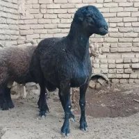 فروش بره هترو سرخ کبود