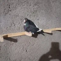 ماده پلنگ