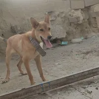 واگزاری سگ