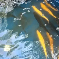 ماهی قزل آلا و سالمون ویژه