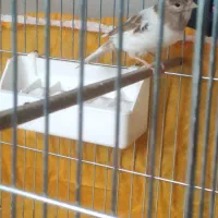 قناری ماده رنگ خاص