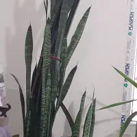 گلدان سانسوریا با پاجوش های زیاد