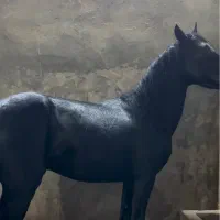 اسب فروشی|اسب و تجهیزات اسبسواری|رفسنجان, |دیوار