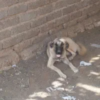 واگذاری توله دورگ سرابی نر