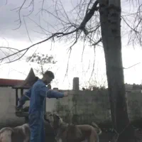 سراب ماده شجره دار