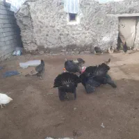 بوقلمون امریکایی اصل