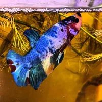 گروه و کانال ماهی های زینتی