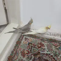جوجه عروس    کامل دانه خور وکامل دستی
