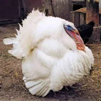 بغلمون گوشتی