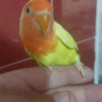 فروش برزیلی دسی|پرنده|داراب, |دیوار