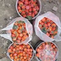 خرمالو شمال