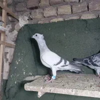 شامی کاکلی|پرنده|محمدیه-قزوین, |دیوار