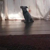 سگ گمشده|سگ|کرج, سیاه کلان|دیوار