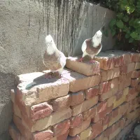 کبوتر
