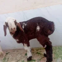 بره شیرمست درشت