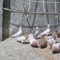 کبوتر|پرنده|جغتای, |دیوار