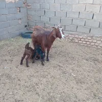 بز جملی جوان گمشده
