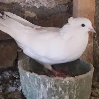 کبوتر باخت دادم