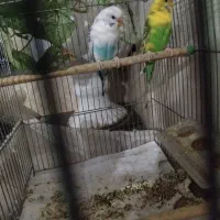 مرغ عشق نژاد دار استرالیایی اصیل