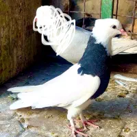 طوقی زیره ای