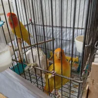 کوتوله برزیلی چشم شرابی رنگ خاص و کمیاب