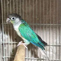 خرید فروش طوطی گرینچیک راهب کاسکو اکلکتوس خورشیدی|پرنده|تهران, صاحب الزمان|دیوار