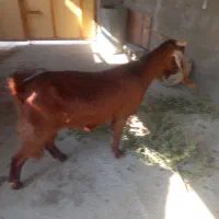 سه تا بز خوب در خونه ای|حیوانات مزرعه|خورموج, |دیوار