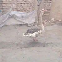 غاز نر دورگ جهت فروش فوری