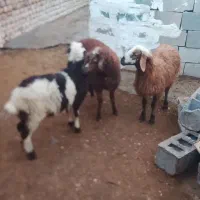 بره نر یکی مادع