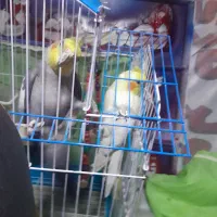 عروس هلندی جفت نرماده